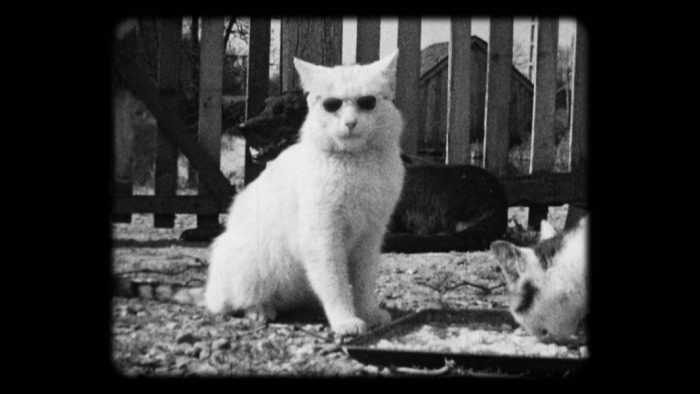 Chauve-souris, mon amour