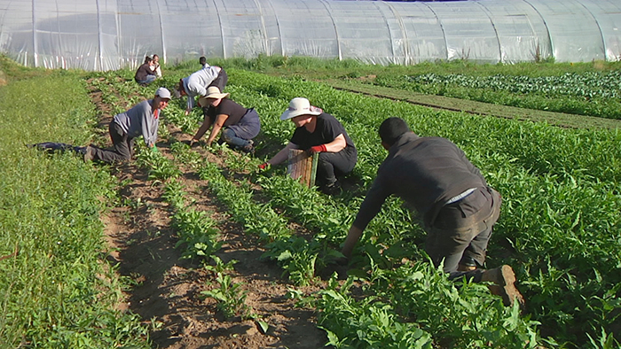 La cinquième saison