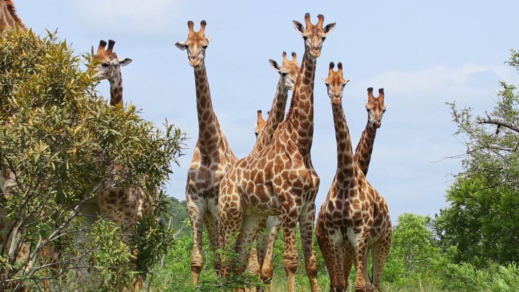 Le jeune, un animal comme un autre