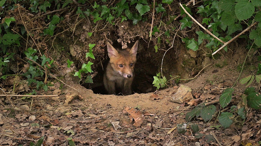 Le jeune, un animal comme un autre